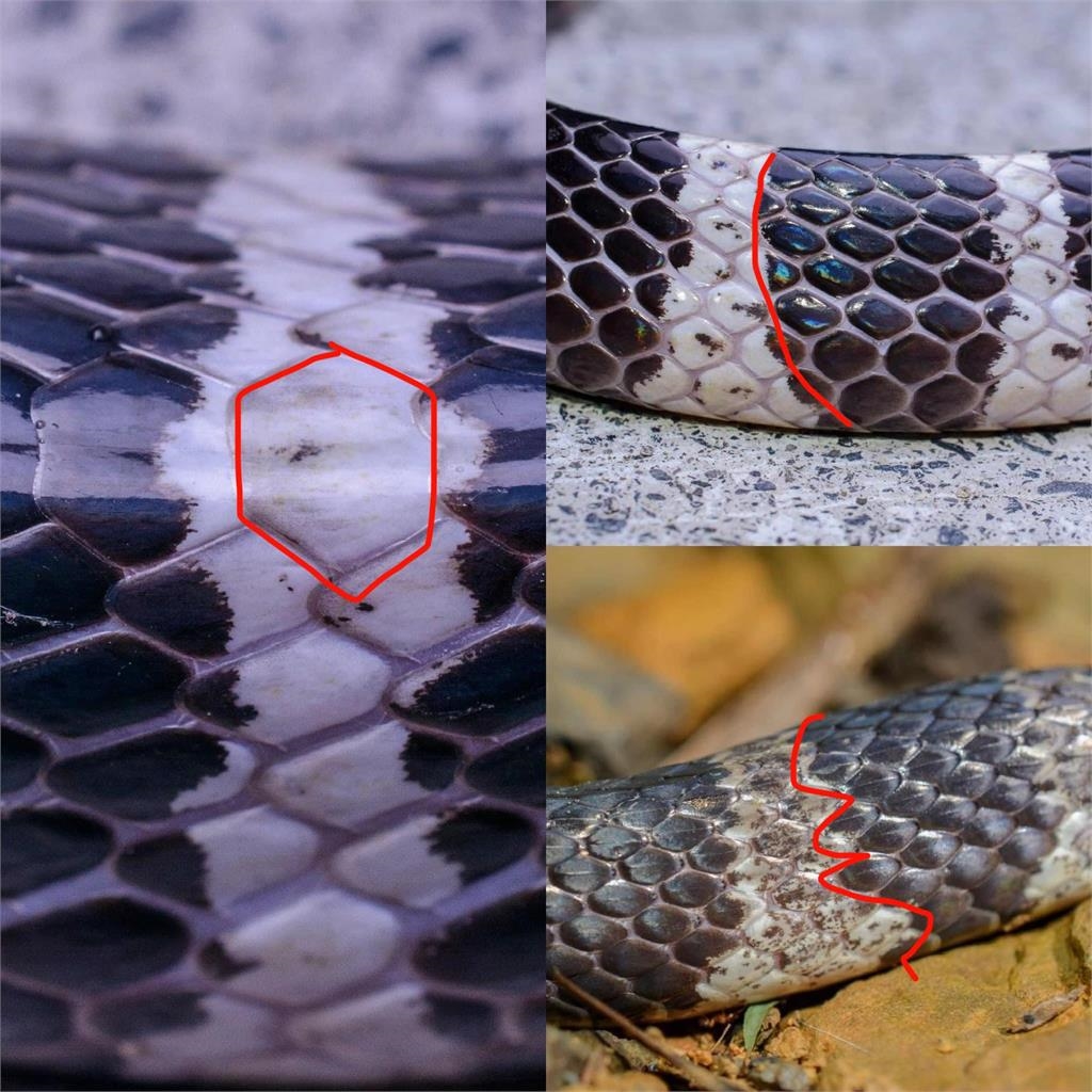 巧遇S級稀有白化「白梅花蛇」！魔幻粉嫩「半透明色澤」美呆2千人：神物出沒