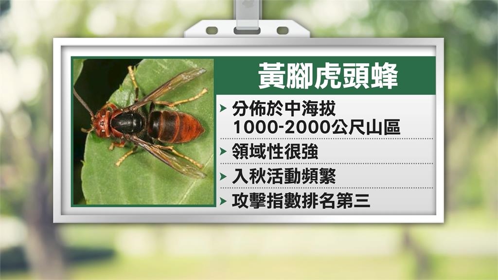 瑞芳蜂螫2死! 捕蜂達人:元凶是黃腳虎頭蜂