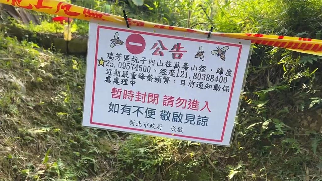 瑞芳蜂螫2死! 捕蜂達人:元凶是黃腳虎頭蜂