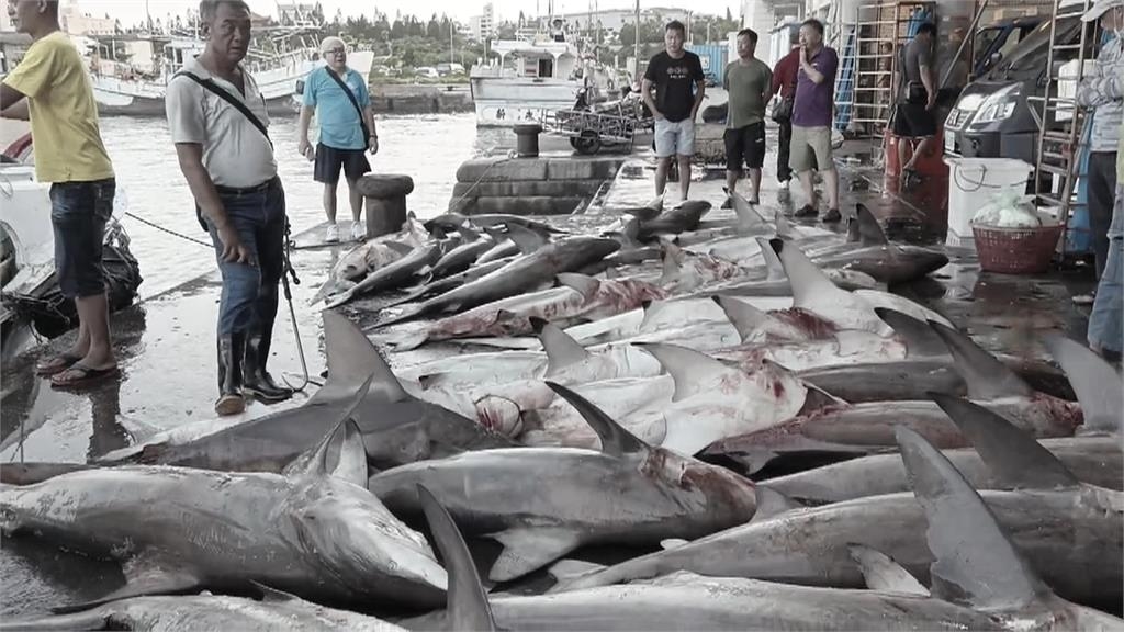 20隻「黑邊鰭真鯊」總重2千公斤　漁民大進帳笑開懷