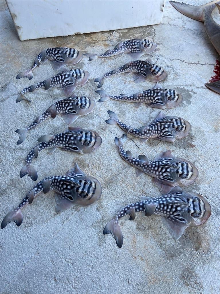 台灣海洋藝術館收「飯匙鯊」!解剖驚見11隻寶寶 創辦人:申請世界紀錄