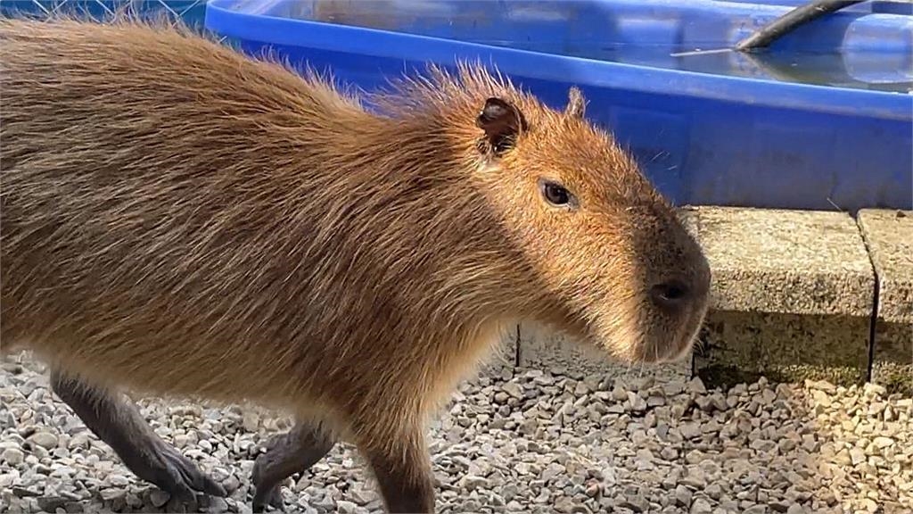 南投2隻水豚上演逃家記　母的尋回、公的仍在逃