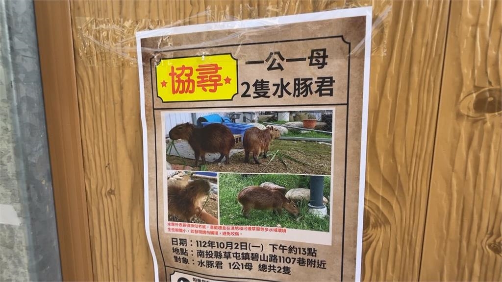 南投2隻水豚上演逃家記　母的尋回、公的仍在逃