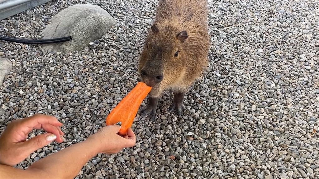 南投2隻水豚上演逃家記　母的尋回、公的仍在逃