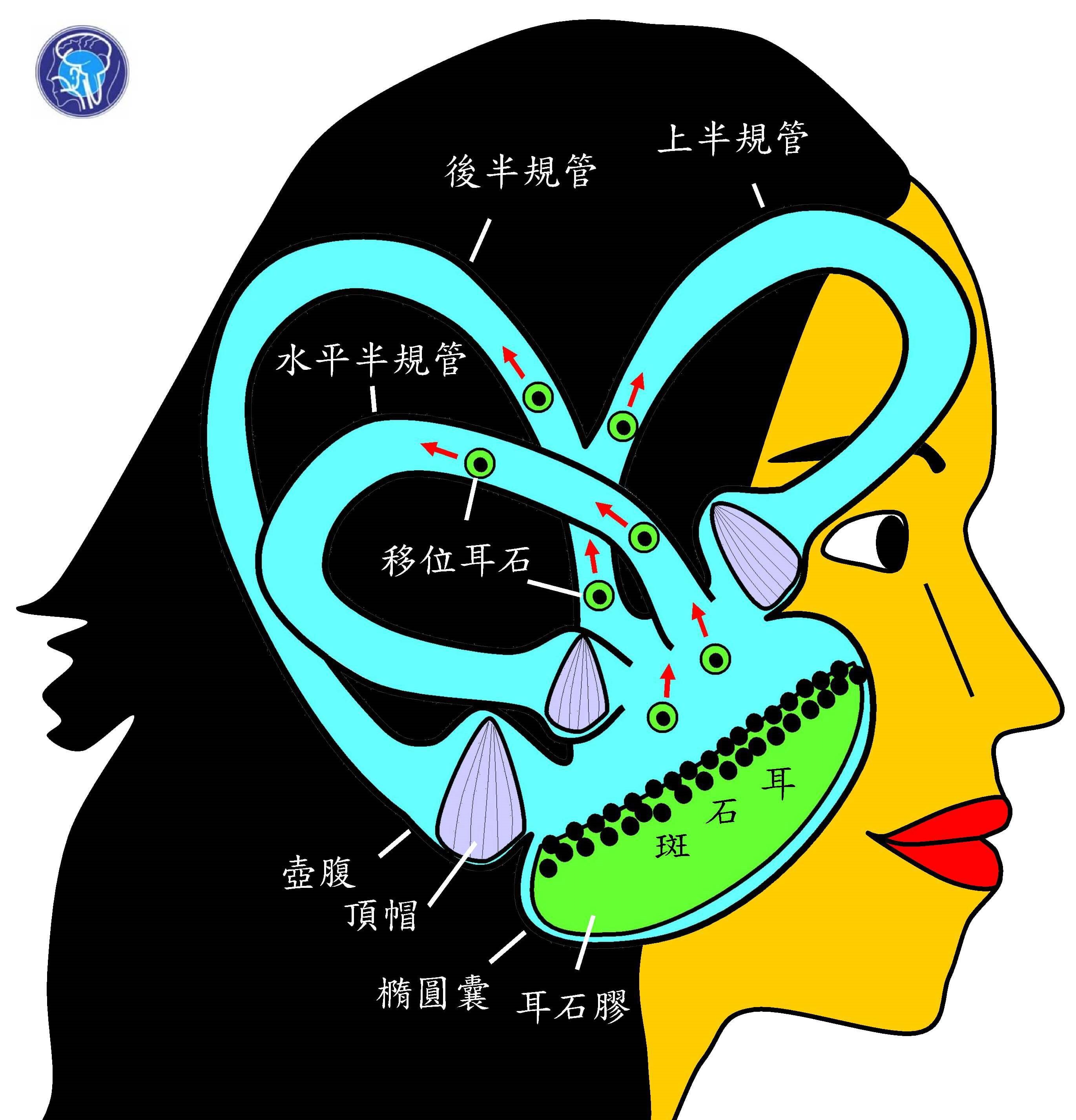 搭車不暈,下車才暈?原來是「下車暈眩症」在作祟!