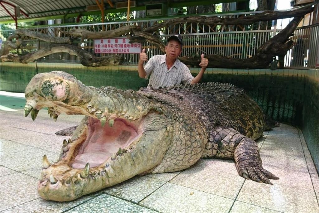 麻豆巨鱷「小河」送中後疑遭虐亡 原飼主邱錫河嘆:難過到2天睡不好