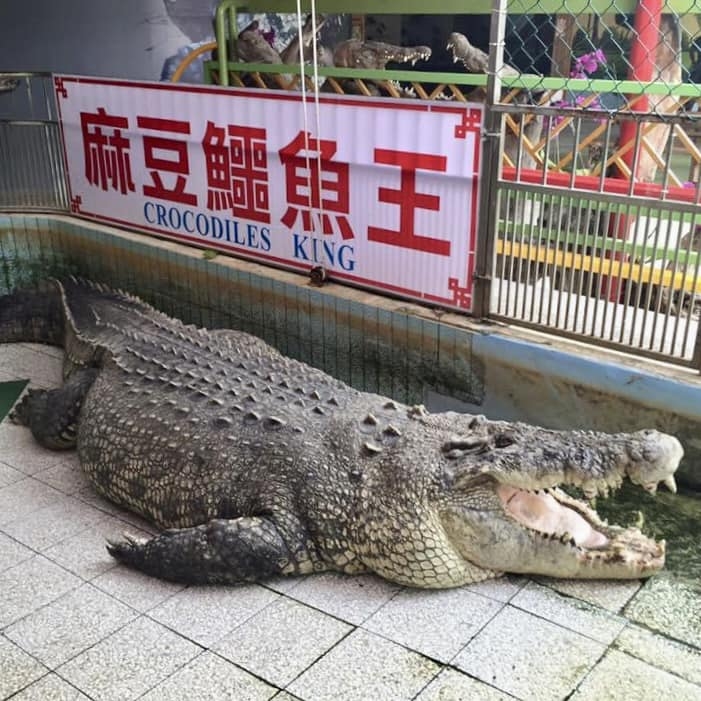 麻豆巨鱷「小河」送中後疑遭虐亡 原飼主邱錫河嘆:難過到2天睡不好