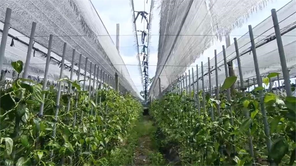 台東農民未收到颱風農損救助金 農業處解釋:少數人申報不實