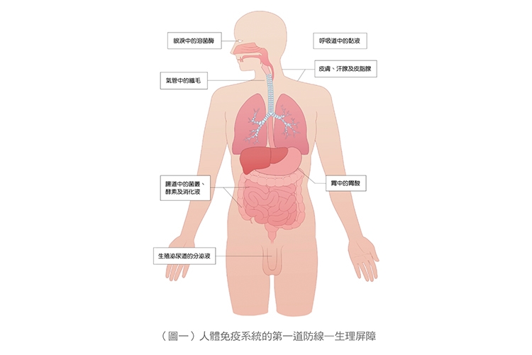 【名醫開講】張金堅：解析捍衛身體的免疫軍團