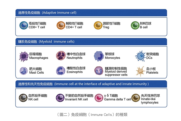 【名醫開講】張金堅：解析捍衛身體的免疫軍團