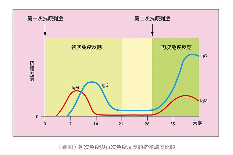 【名醫開講】張金堅：解析捍衛身體的免疫軍團