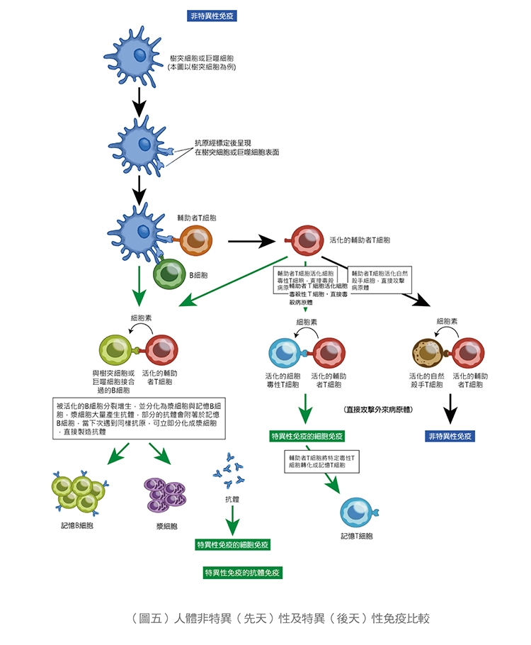 【名醫開講】張金堅：解析捍衛身體的免疫軍團