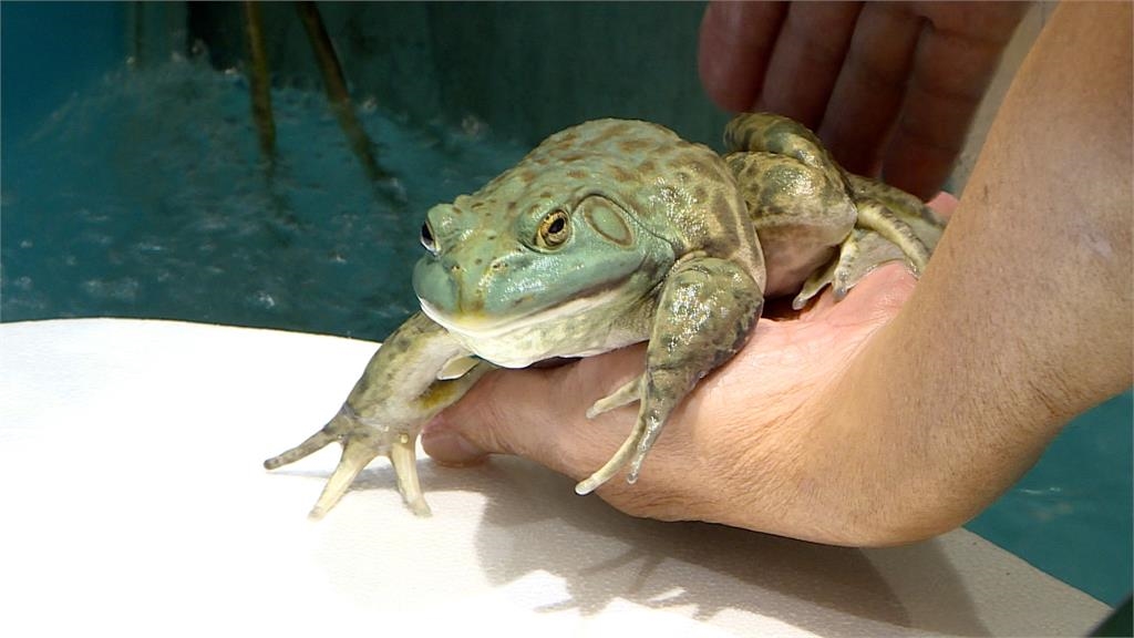 賣場生鮮區成水族館？四隻牛蛙在養殖箱　民眾嚇：牠不會跳出來嗎