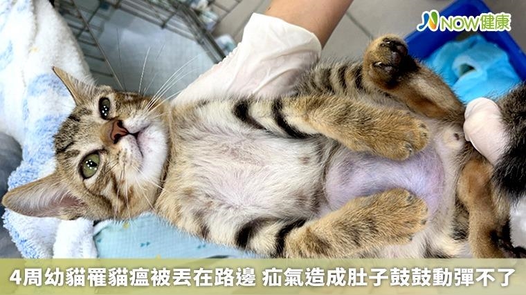 4周幼貓罹貓瘟被丟在路邊 疝氣造成肚子鼓鼓動彈不了 4周幼貓罹貓瘟被丟在路邊 疝氣造成肚子鼓鼓動彈不了