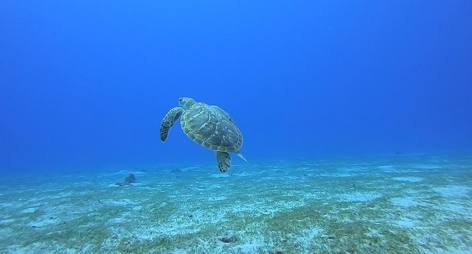 海葵及小犬過境助活化近海生態 潛水員:減緩珊瑚白化現象