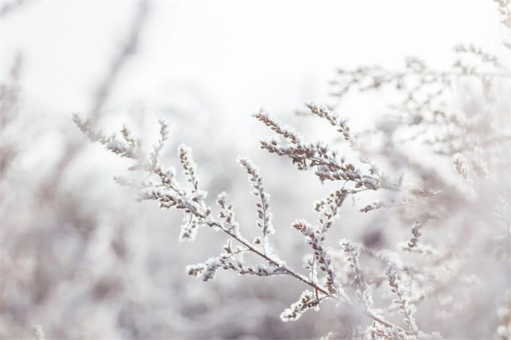 小雪要來了！「6民俗禁忌＋8抗寒食物」想過暖冬看這裡