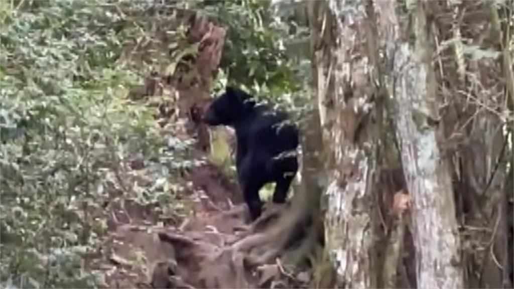 攀鳶嘴稍來山「熊熊遇見你」 台灣黑熊爬坡回頭瞄山友