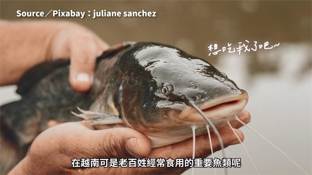 網傳巴沙魚食安爭議？美食家曝3道越南𩷶鯰在地好味　讚嘆：魂縈夢牽