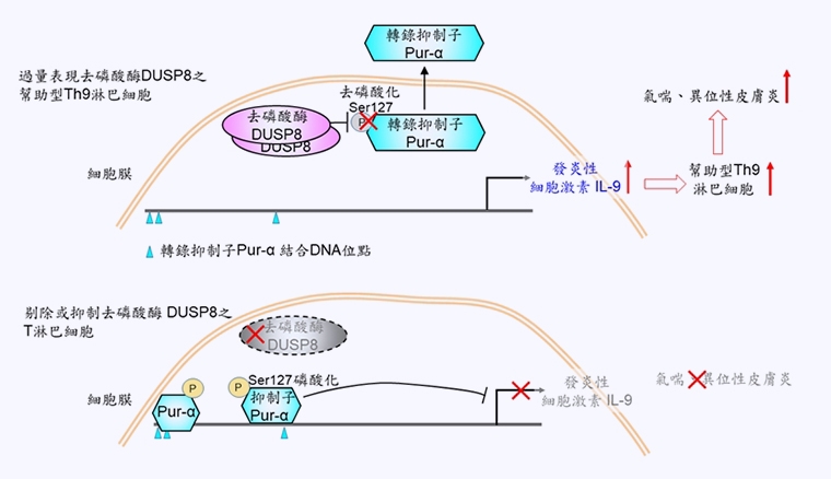 國衛院最新發現! 氣喘與異位性皮膚炎的致病關鍵是它
