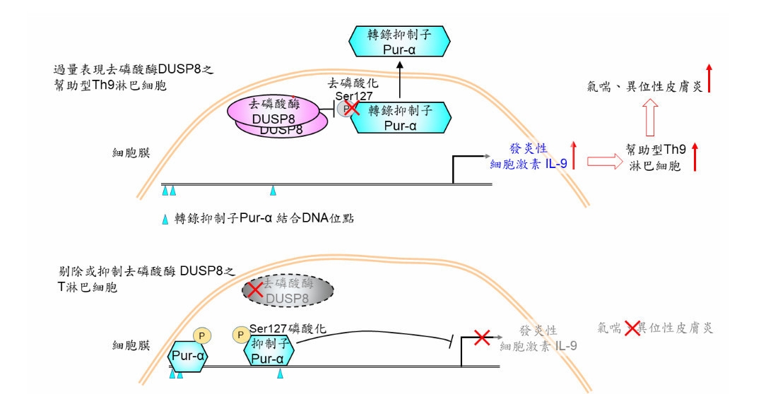 研究團隊發現:運用單細胞RNA定序、蛋白質體學、染色質免疫沉澱定序以及各種生化實驗分析小鼠T細胞發現,DUSP8直接將IL-9的轉錄抑制子Pur-α去磷酸化,造成Pur-α離開細胞核而無法執行抑制IL-9轉錄的任務,導致發炎性細胞激素IL-9大量產生。台北榮總、台中榮總合作研究分析氣喘、異位性皮膚炎病患血液中的T淋巴細胞,也發現過量表現的去磷酸酶DUSP8會調控轉錄抑制子Pur-α,而造成發炎性細胞激素IL-9大幅增加。