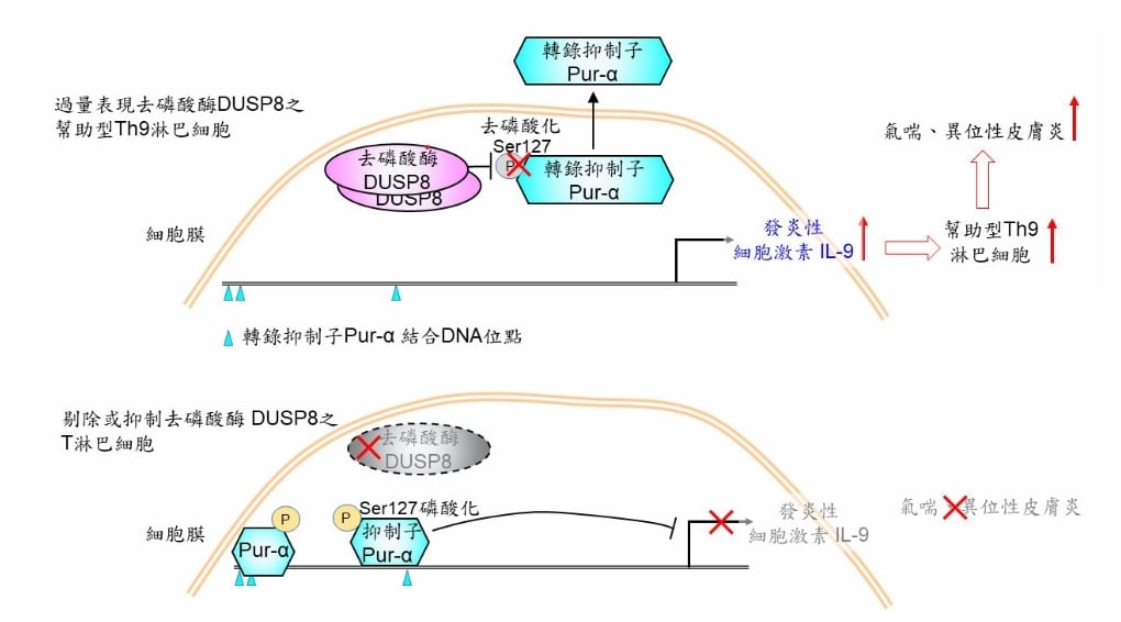 氣喘、異位性皮膚炎原因找到了！國衛院研究：去磷酸酶DUSP8過量表現