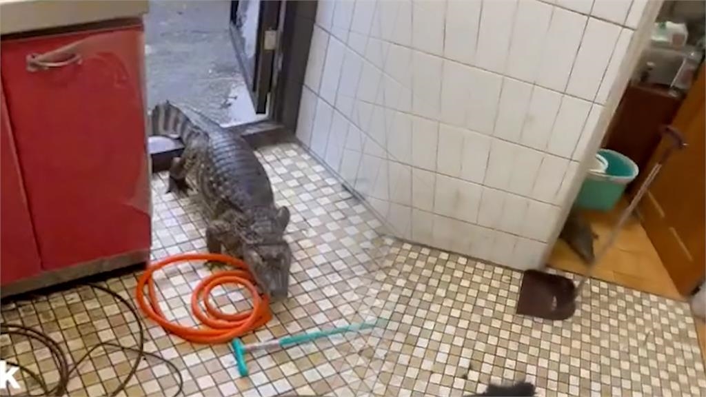 通水管驚見「鱷魚」!師傅急跳上瓦斯爐 嚇到腳都縮起來