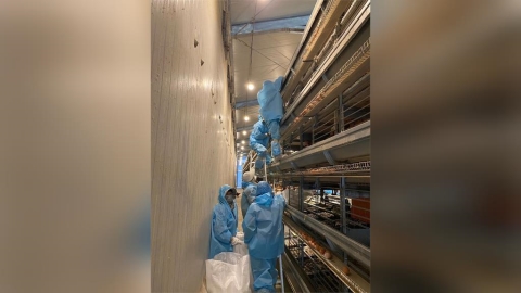 雲林蛋雞場啟用半年爆出H5N1禽流感　撲殺1.5萬隻雞