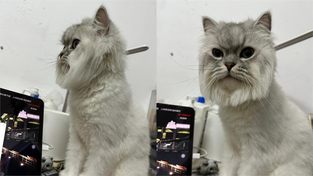 厭世貓試鏡模特落選！遭嫌「臉太方不上鏡」網見本尊笑噴：根本電視機