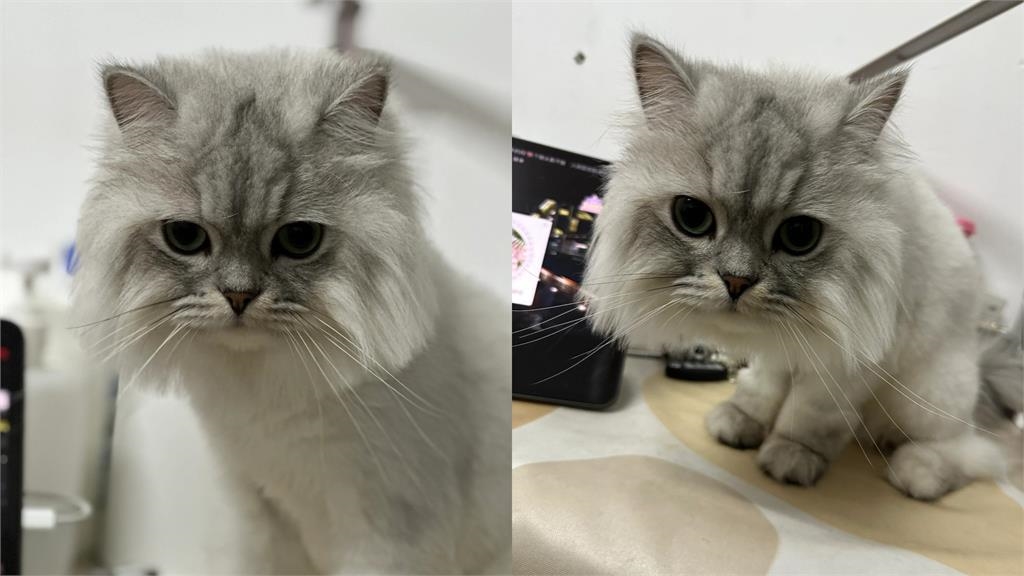 厭世貓試鏡模特落選！遭嫌「臉太方不上鏡」網見本尊笑噴：根本電視機