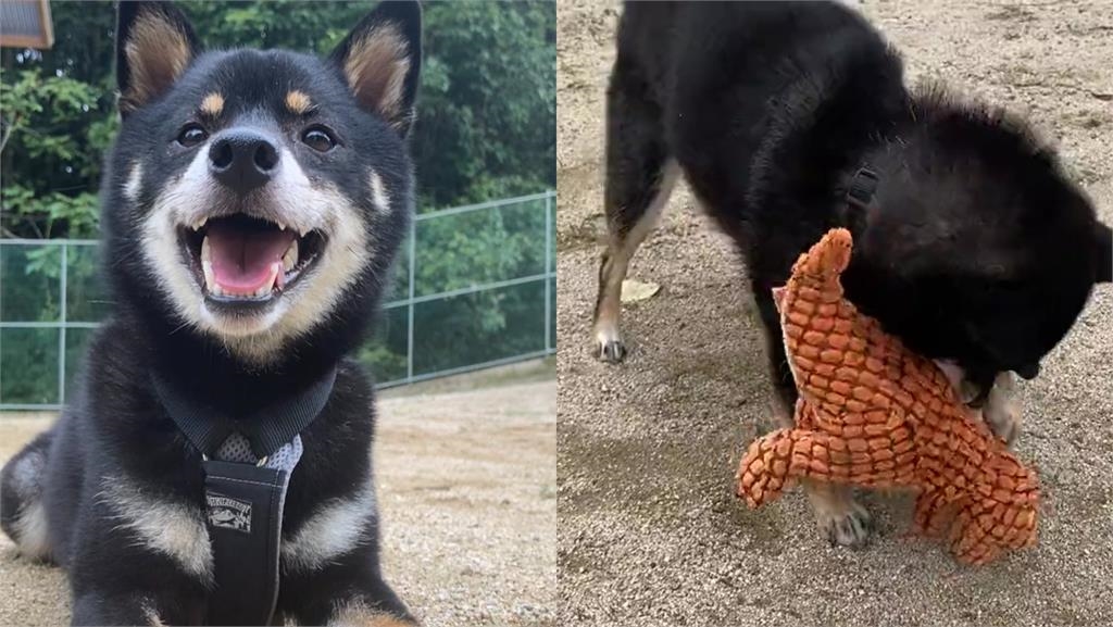 暴走族黑柴遇歡樂狗群「社恐發作」!呆坐頻「眼神求救」笑翻網:就是我