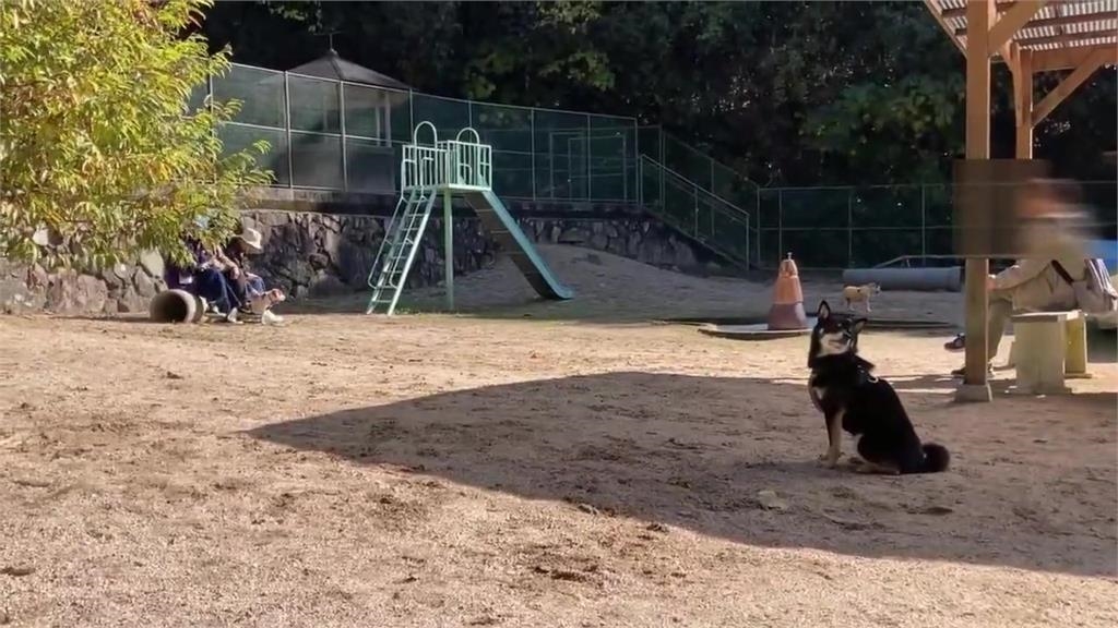 暴走族黑柴遇歡樂狗群「社恐發作」!呆坐頻「眼神求救」笑翻網:就是我