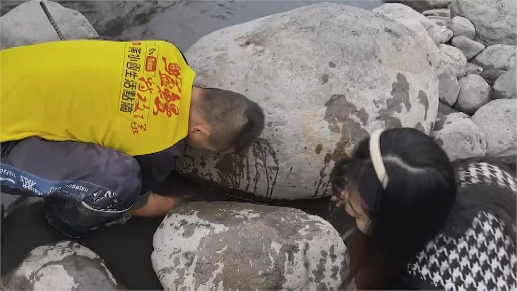 南投國姓鄉北港溪流域疑遭放生泥鰍 短短1小時就抓到逾30台斤