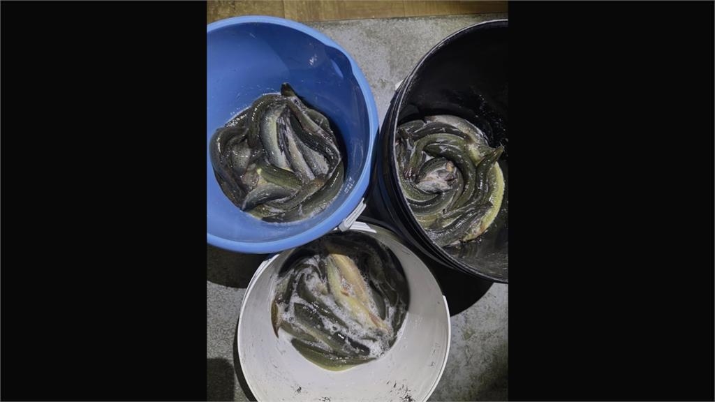 南投國姓鄉北港溪流域疑遭放生泥鰍 短短1小時就抓到逾30台斤