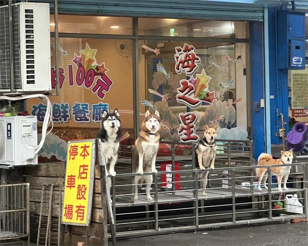 二哈「面露嚴肅」站立圍觀吃瓜！茭白筍腿激動全露：到底怎麼了？｜四季線上4gTV