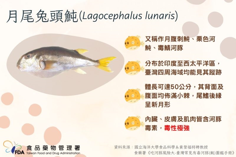 南投食河豚中毒案檢驗出爐!「月尾兔頭魨」釀禍 最毒生魚片2片就可致死