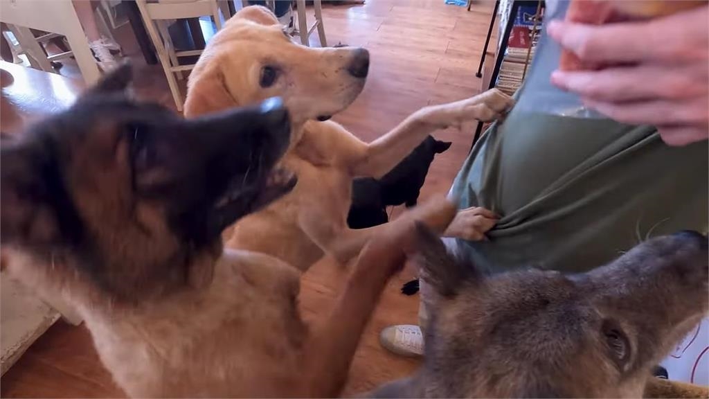 逛民營狗園被千隻浪浪毛孩包圍 德國男一臉幸福宣傳:領養代替購買