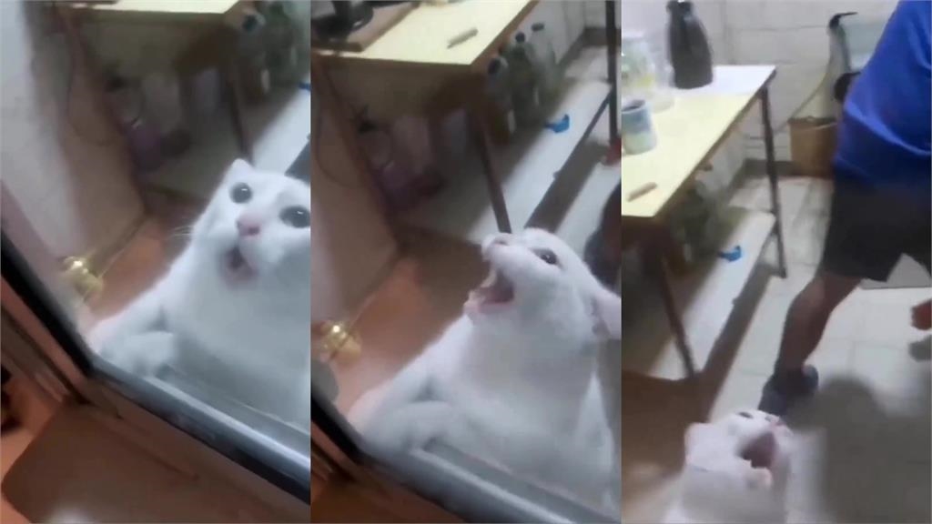 膽小白喵被迫抓鼠「趴門超驚恐」！21秒「淒厲慘叫」笑翻網：貓界之恥