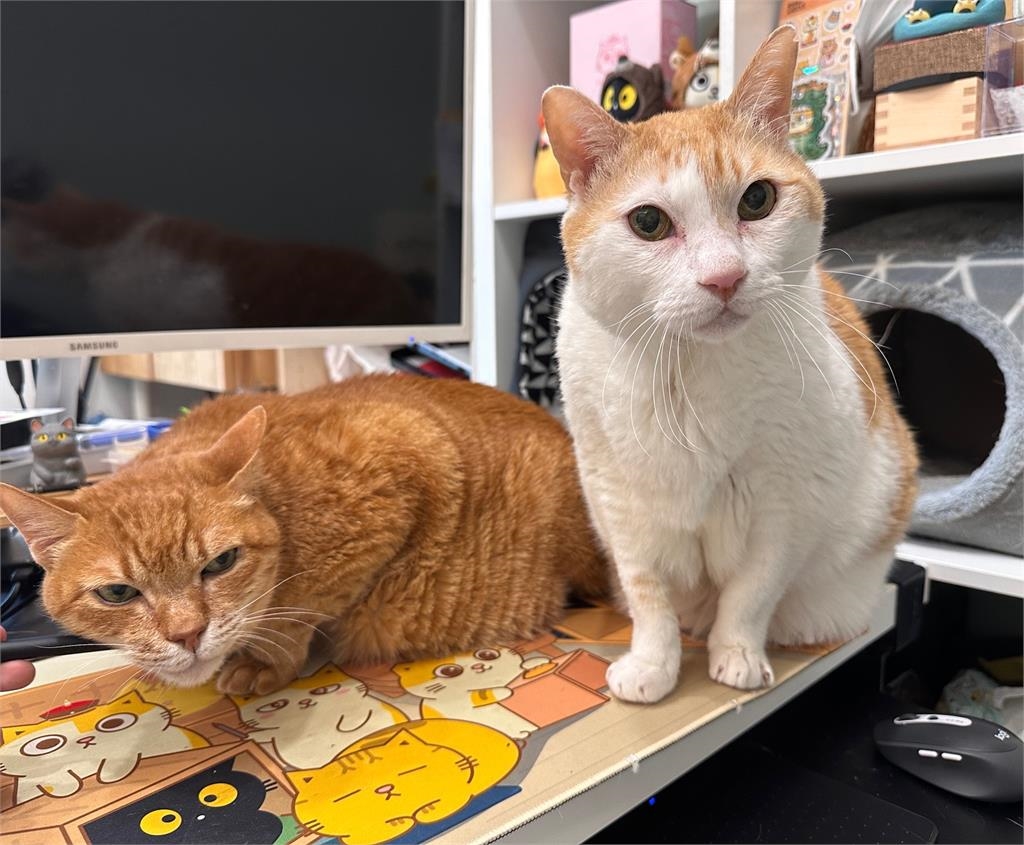 動物界YTR「黃阿瑪」滿17歲了!現況曝光「這個沒變」老粉全湧入祝賀