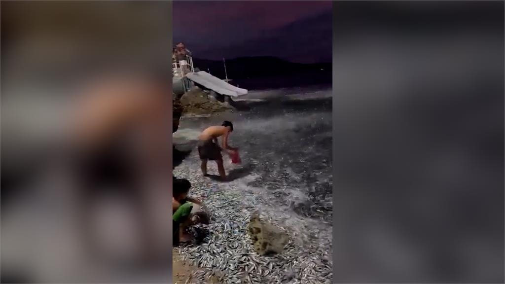 菲律賓6.7強震前異象!「巨量沙丁魚」被沖上岸 延綿海岸線4km驚人畫面曝