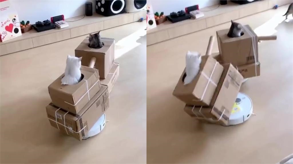 撞到咪咪貓貓!2喵搭掃地機器人「坦克大作戰」 迴旋突刺網笑:翻車啦