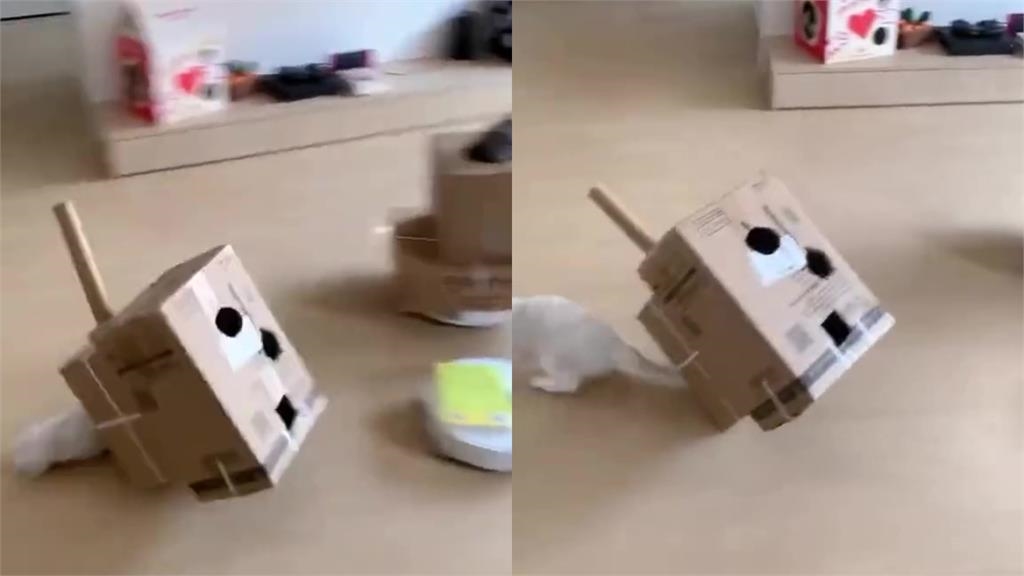 撞到咪咪貓貓!2喵搭掃地機器人「坦克大作戰」 迴旋突刺網笑:翻車啦