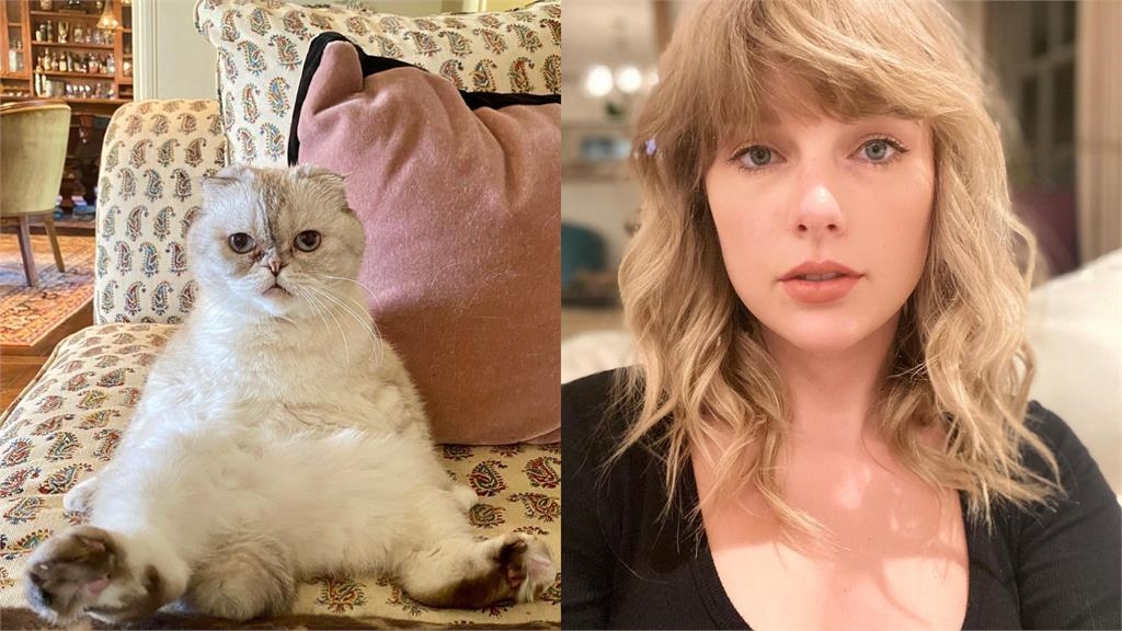 泰勒絲愛貓「身價30億」登最富有寵物排行！「無情輾壓」她球星男友