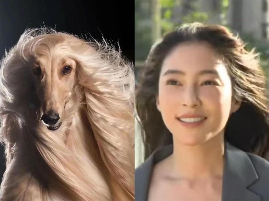 張家瑋《愛的榮耀》翻車成狗界超模!高冷氣場「大雪崩」幕後兇手竟是他