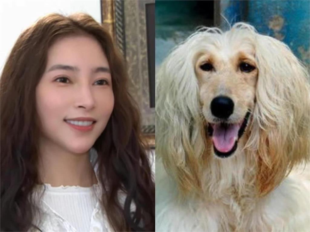 張家瑋《愛的榮耀》翻車成狗界超模!高冷氣場「大雪崩」幕後兇手竟是他