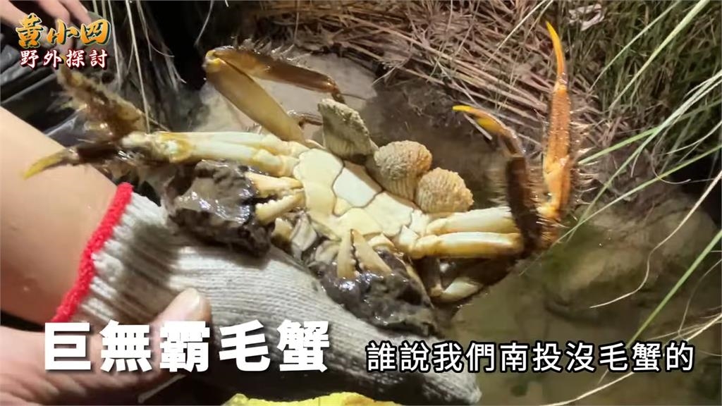 看餓了！14年復育毛蟹一隻手抓不住　他煮熟扒殼滿是「白玉黃金」