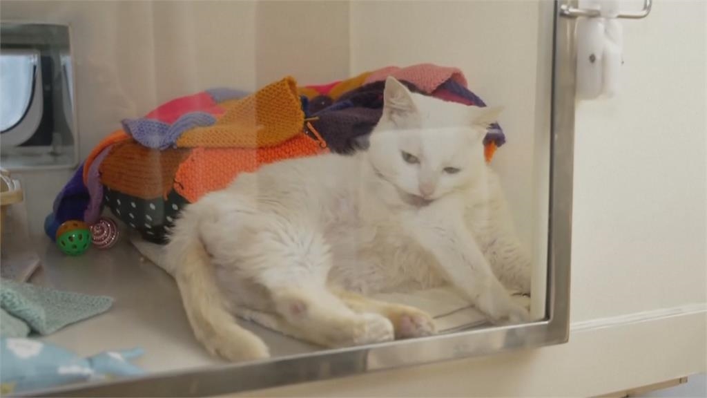 純種貓健康問題較多難照顧　英國統計：棄養案例飆升3倍