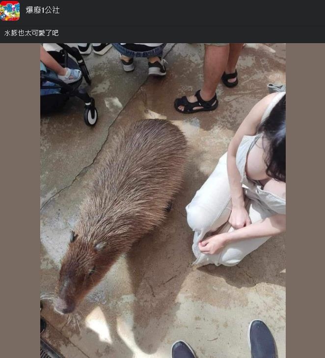 最「兇萌」水豚照!右邊「2超大」亮點網歪樓喊好可愛:有IG嗎?