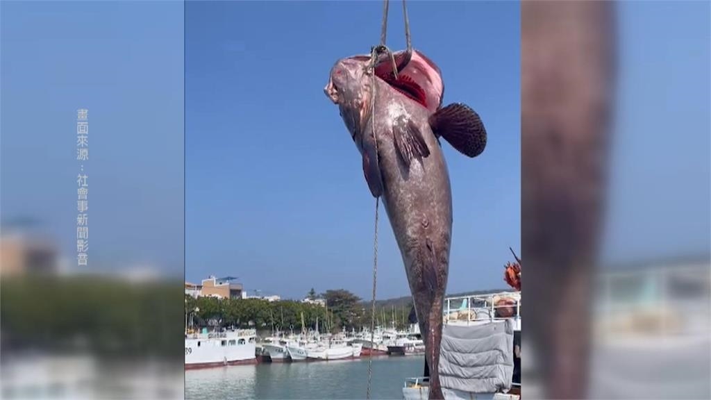 得出動吊車吊上岸　琉球漁民捕獲235公斤龍膽石斑