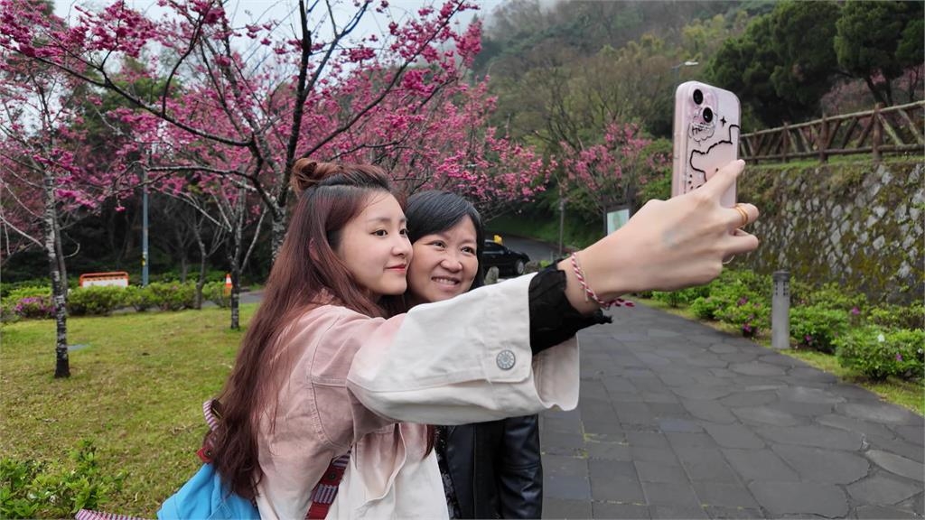 陽明山櫻花季登場! 不同花期接力綻放 展期2/7至3/17
