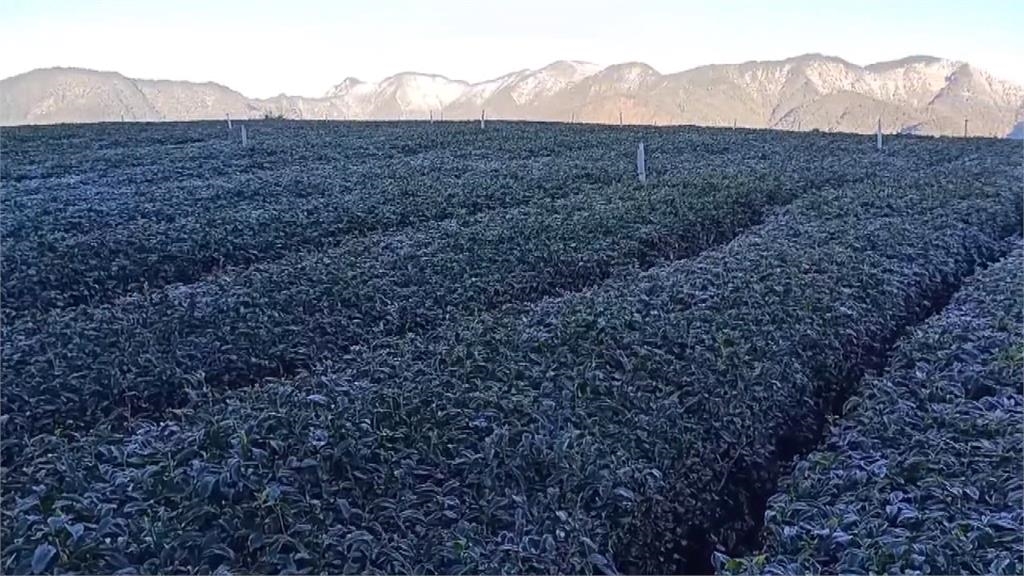 南投山區結霜景　仁愛茶園如灑糖　塔塔加有冰柱